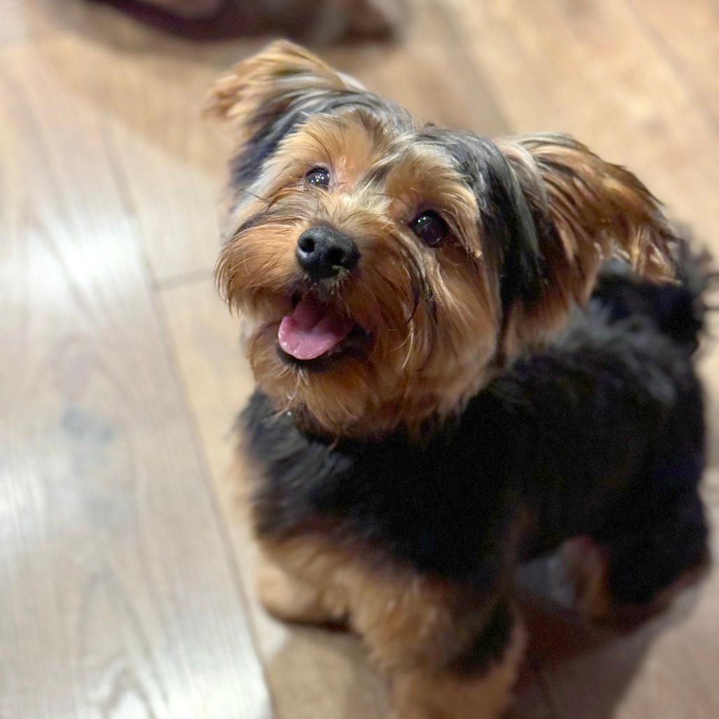 Lulu
