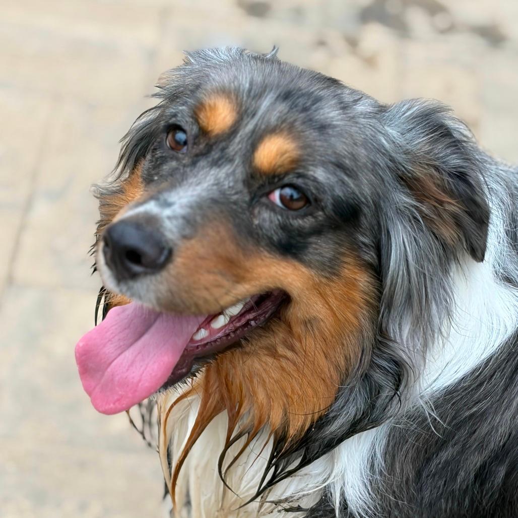 Duke