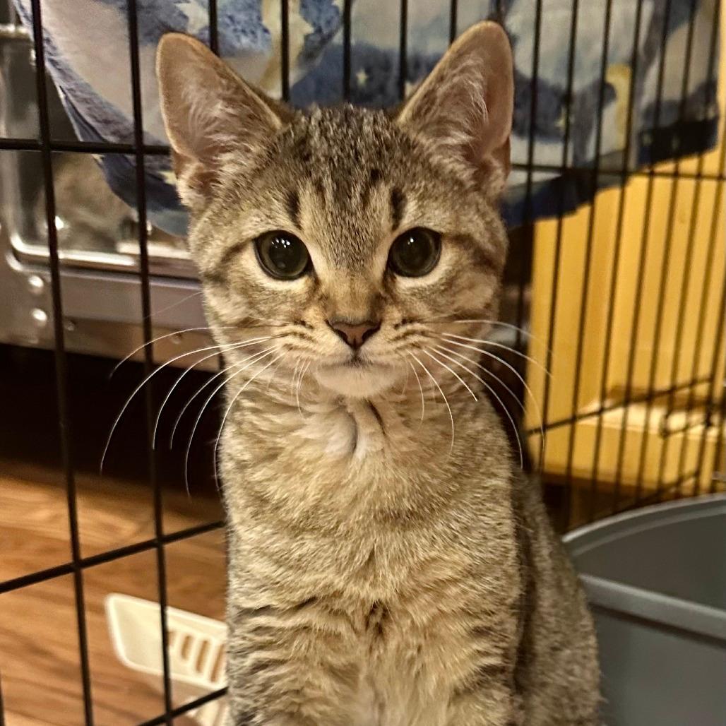 Clover Adoption Pending