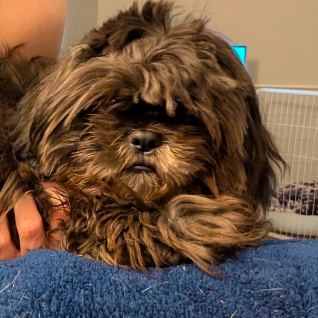 Ewok 