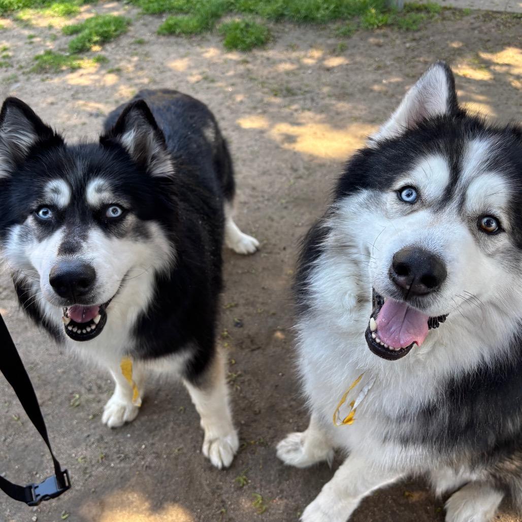 Alexi w/ Shakira *Fee Waived* - See our Video! - In foster
