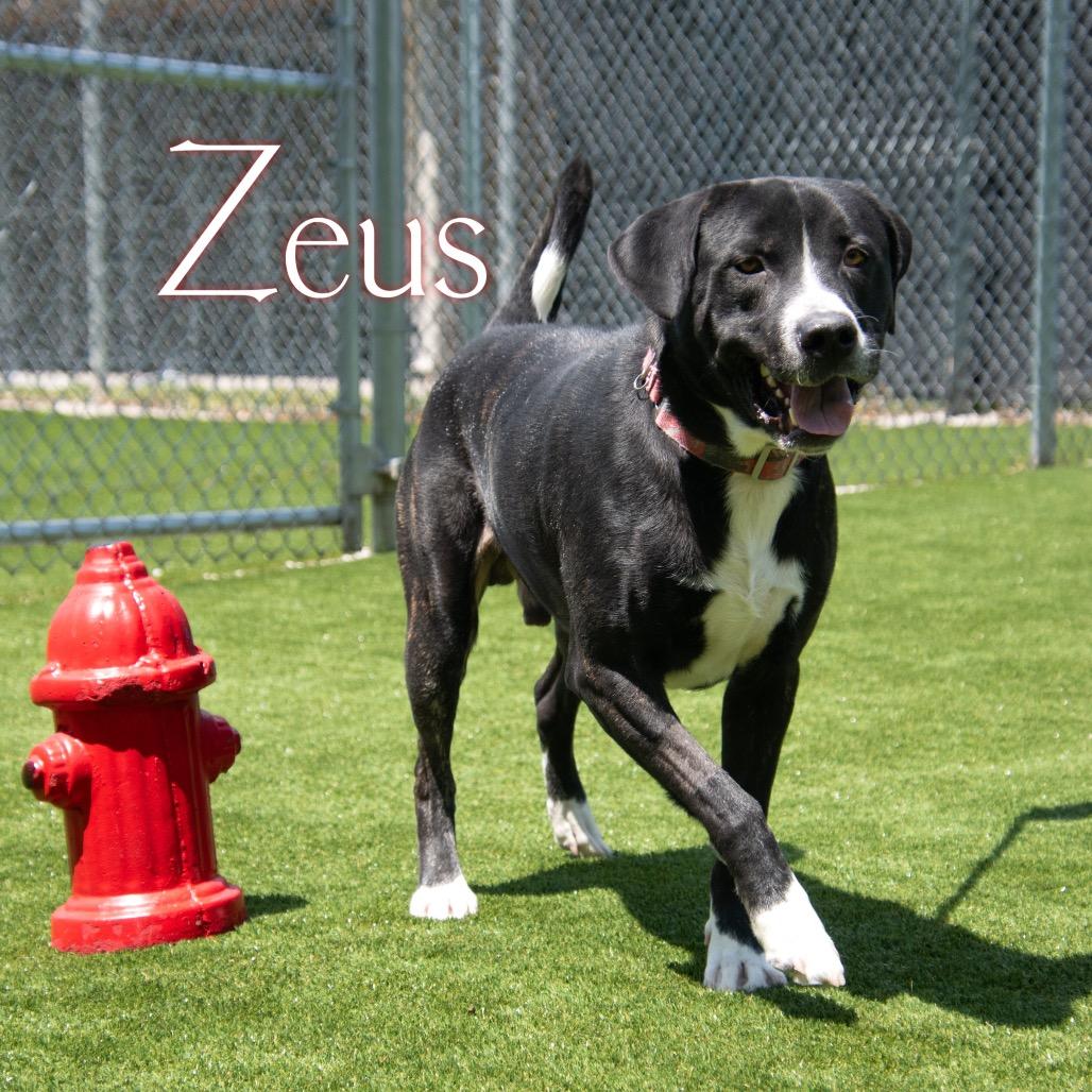 Zeus