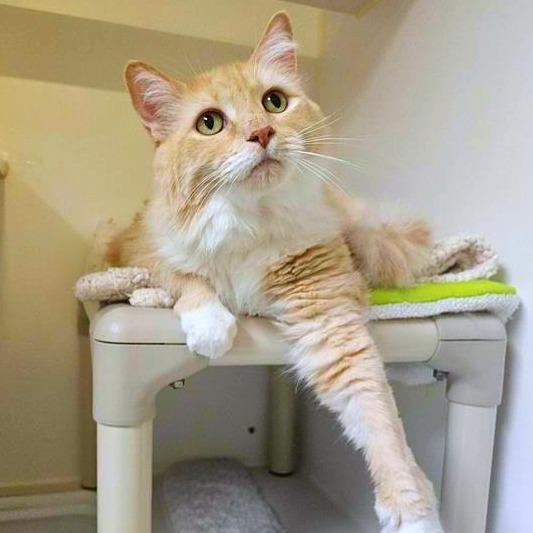 Kiki
