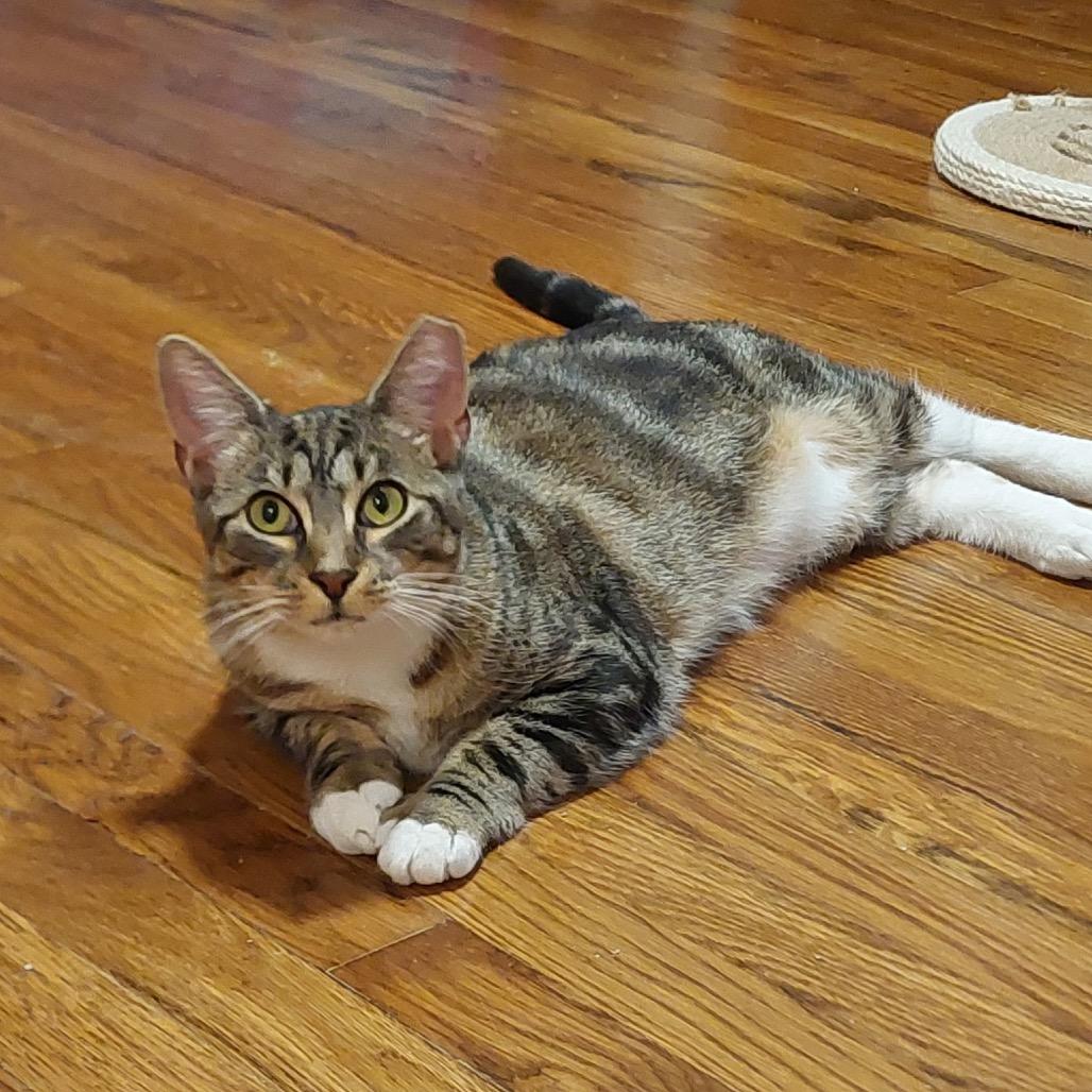 Tabitha (Sampson 3)