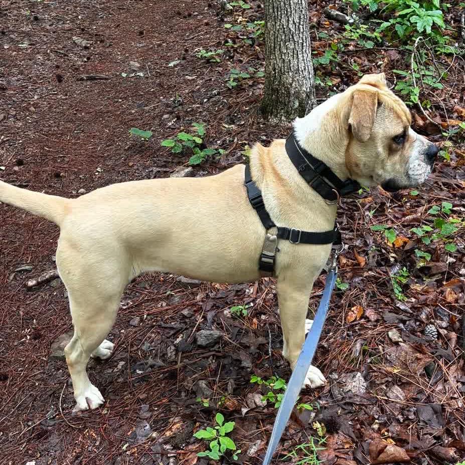 Nugget (Adoption Fee SPONSORED!)