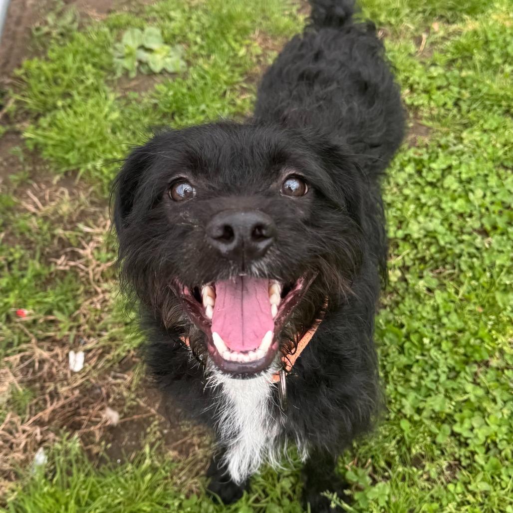 Asher $399 - See my Video! - In foster!
