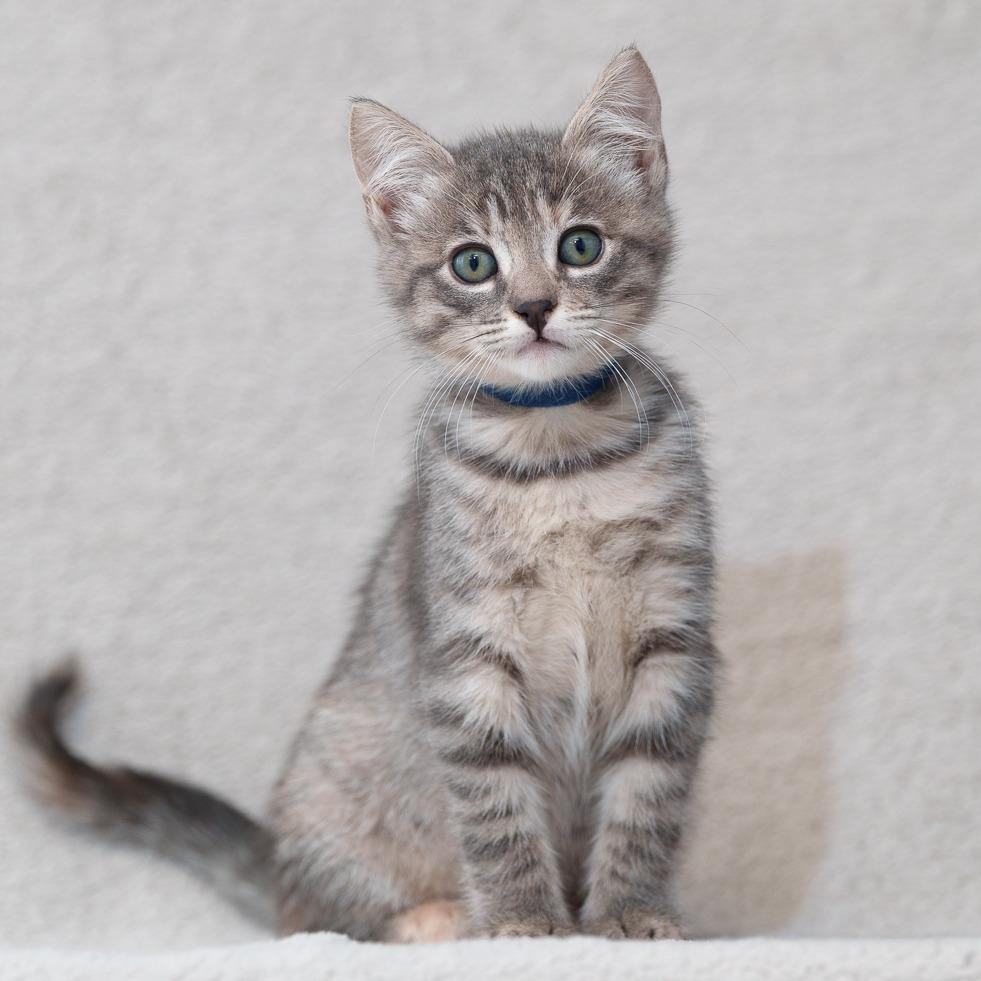 Parsley (Blue)