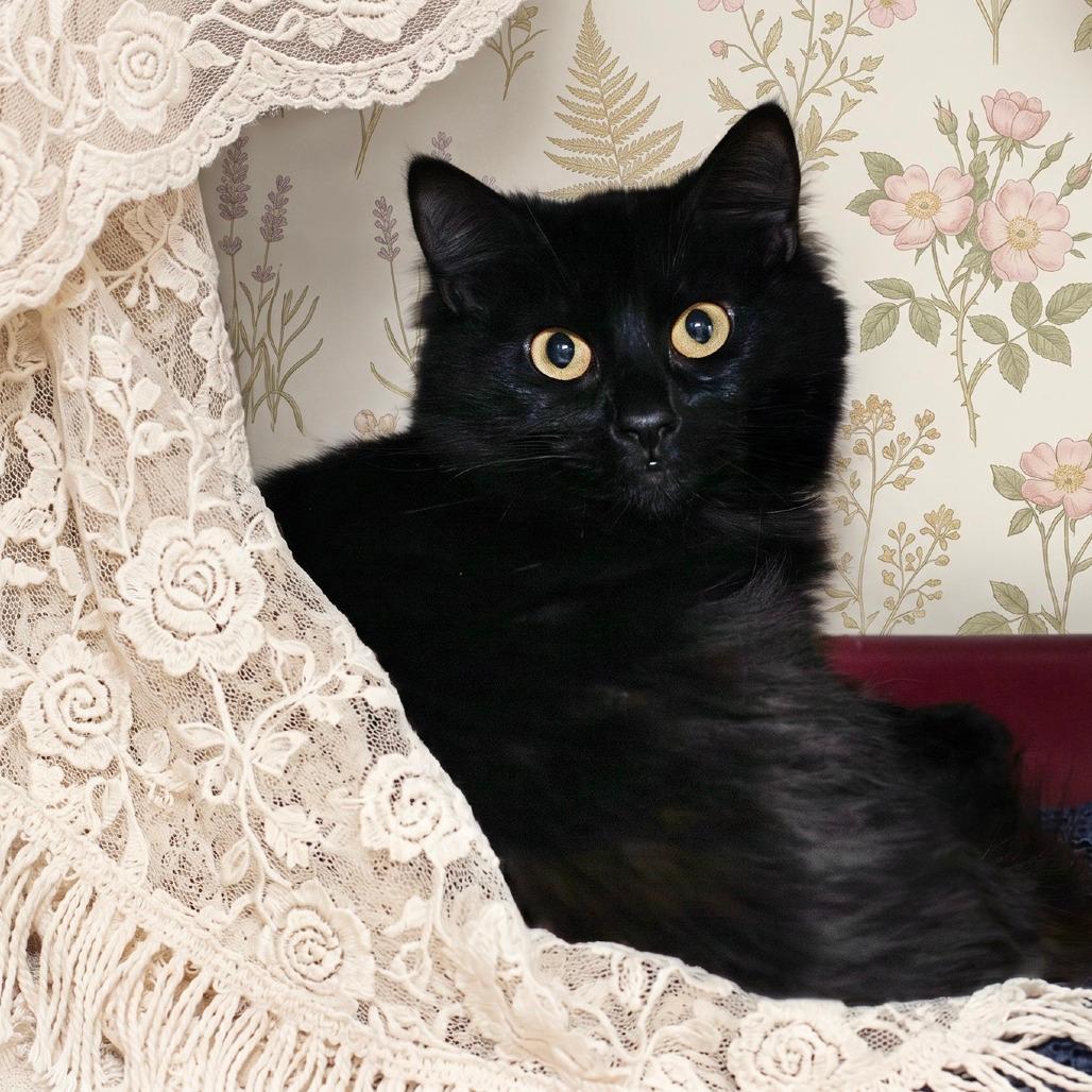 Luna (Sponsored Adoption fee)