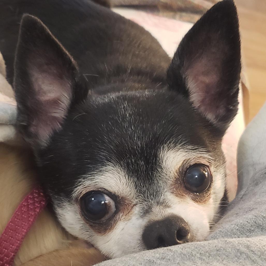 Samuel
