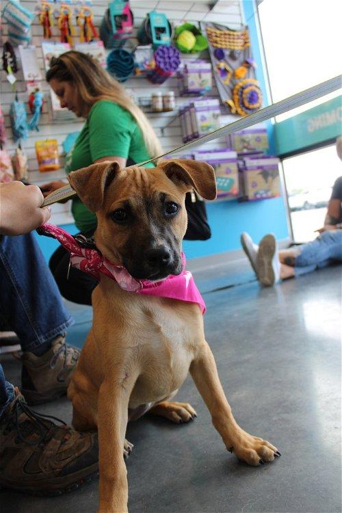 Adoptable Dogs &amp; Puppies in Columbia, MO | Chewy.com
