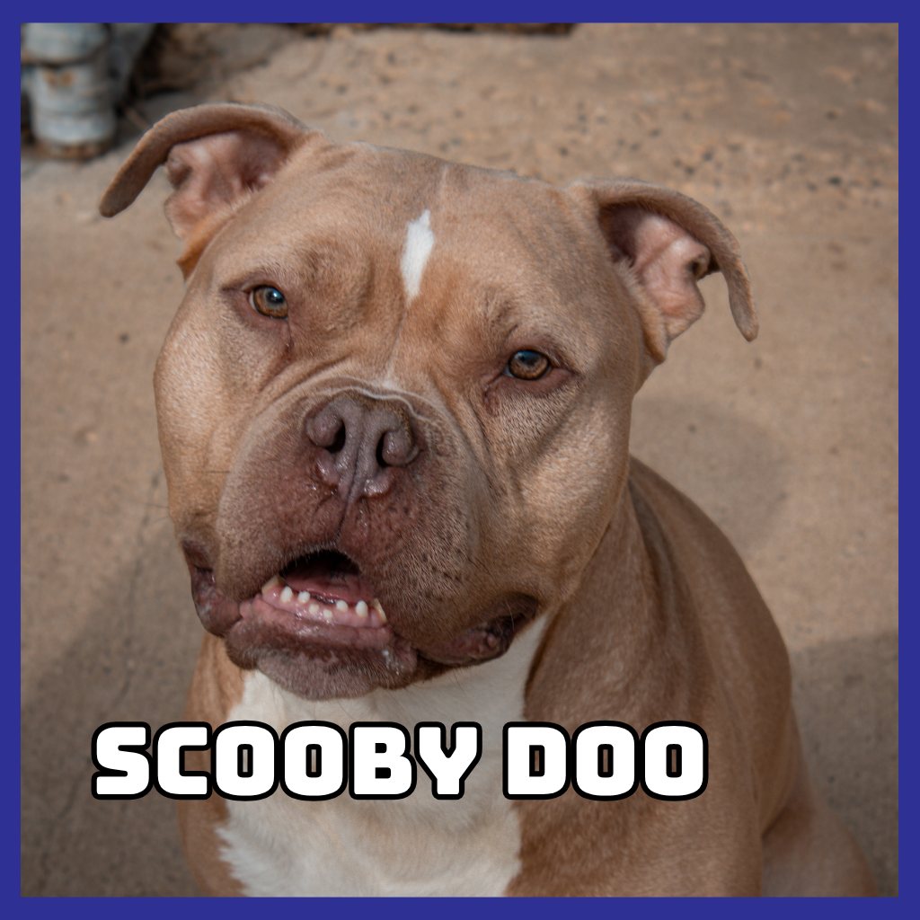 Scooby Doo