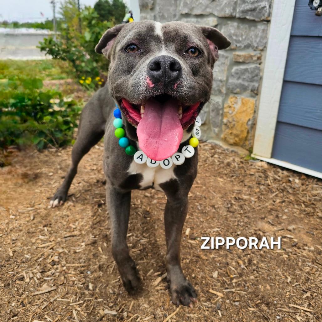 Zipparaph