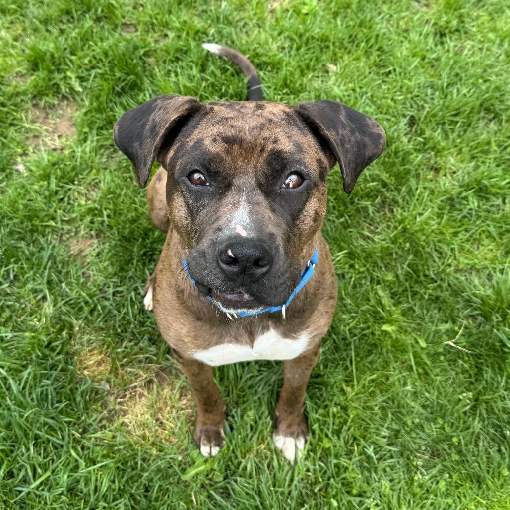 Nova