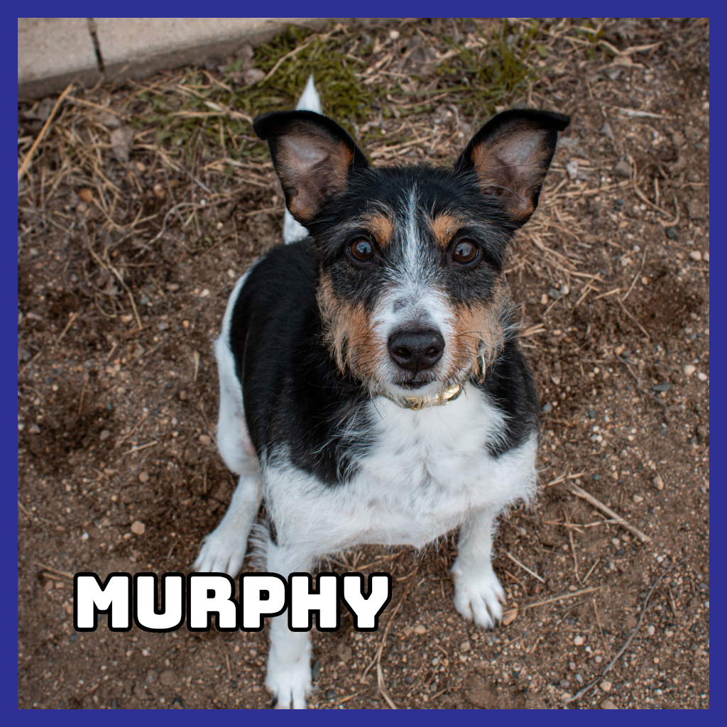 Murphy