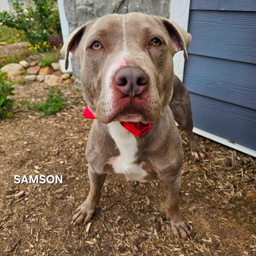 Samson