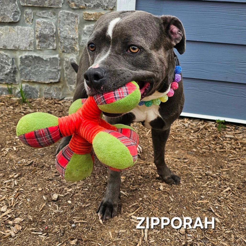 Zipparaph