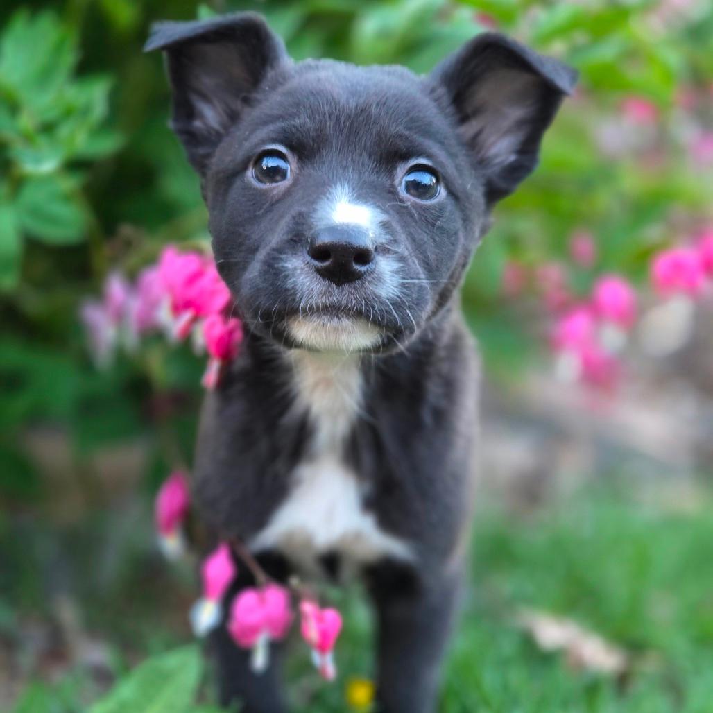 Rocco