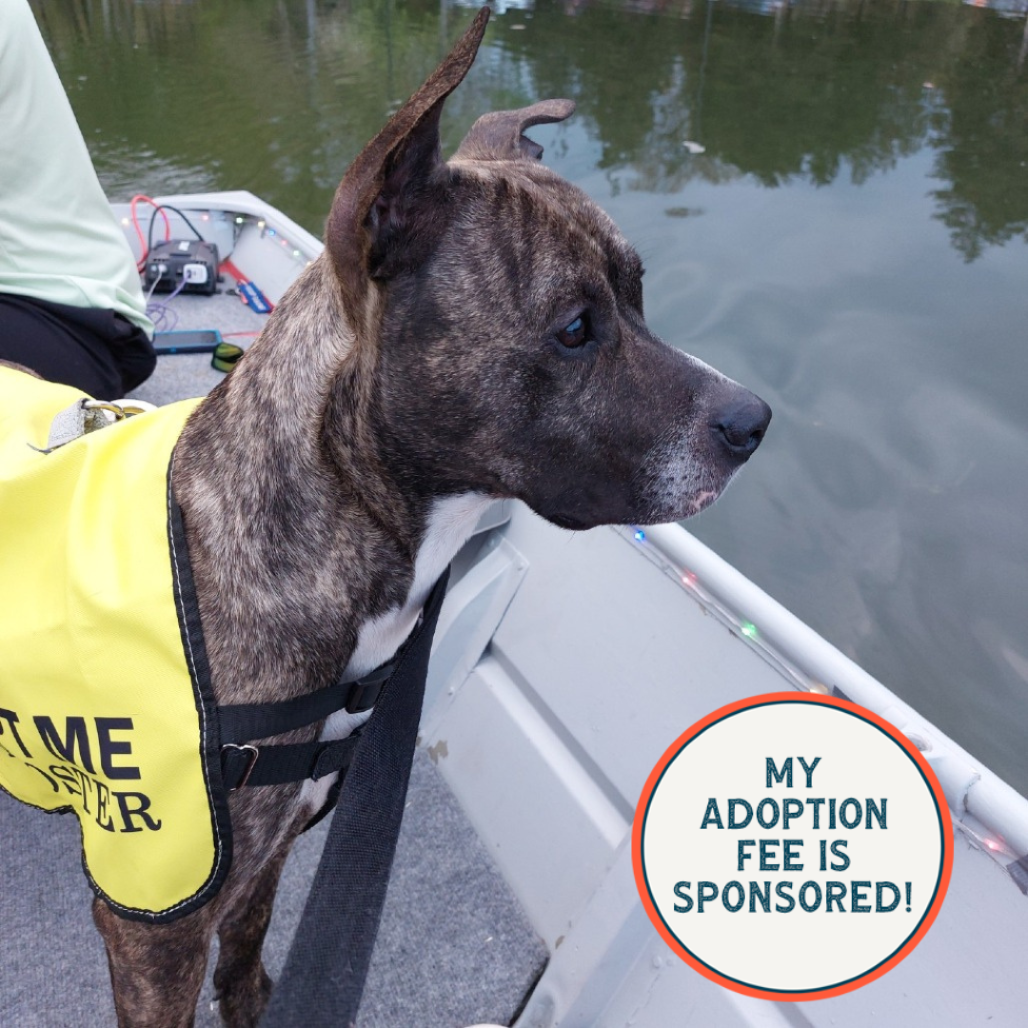 Bodie - IN FOSTER