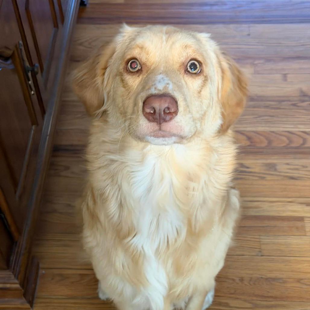 Daisy