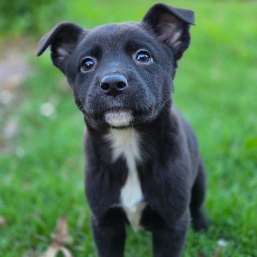 Jaxen
