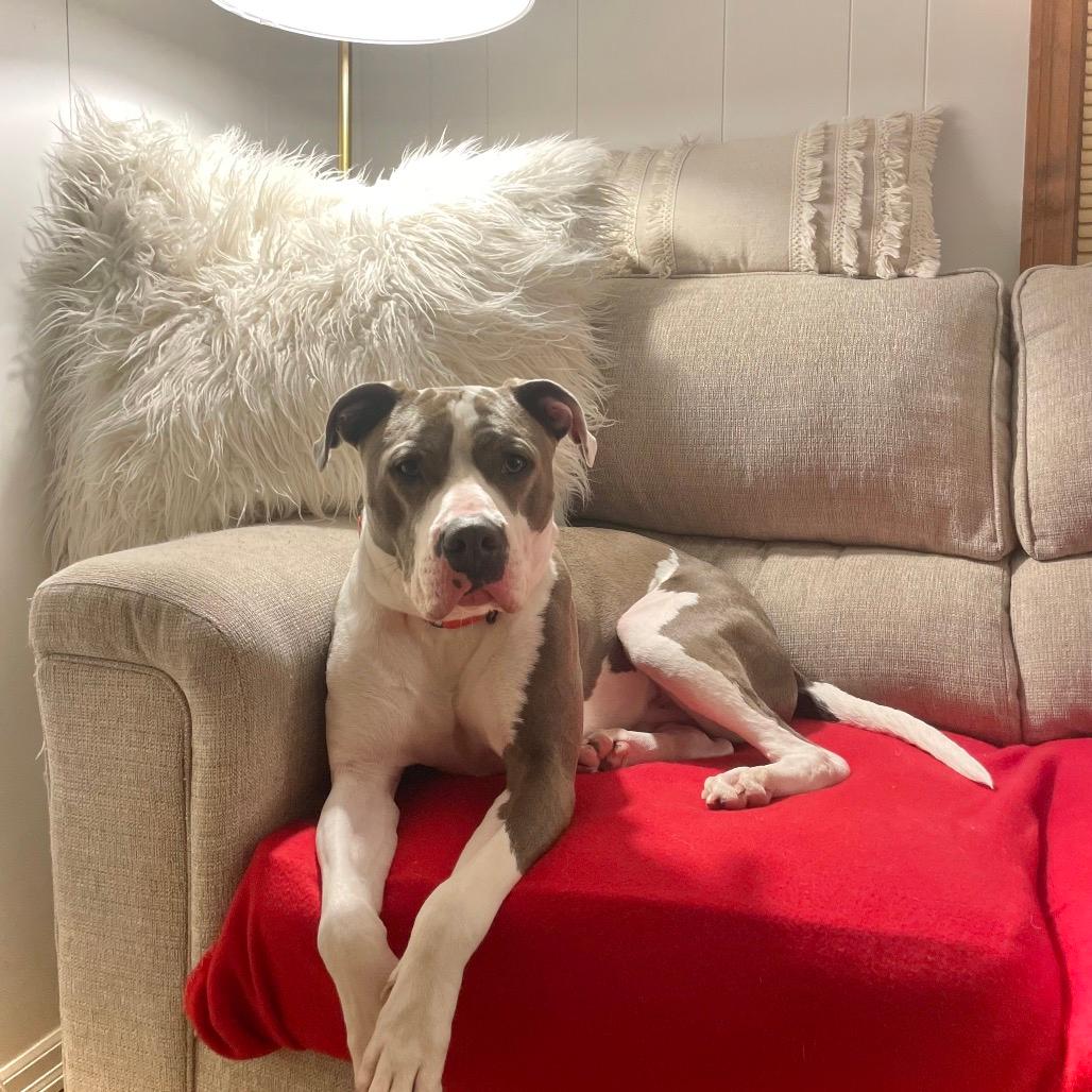 Victor - IN FOSTER