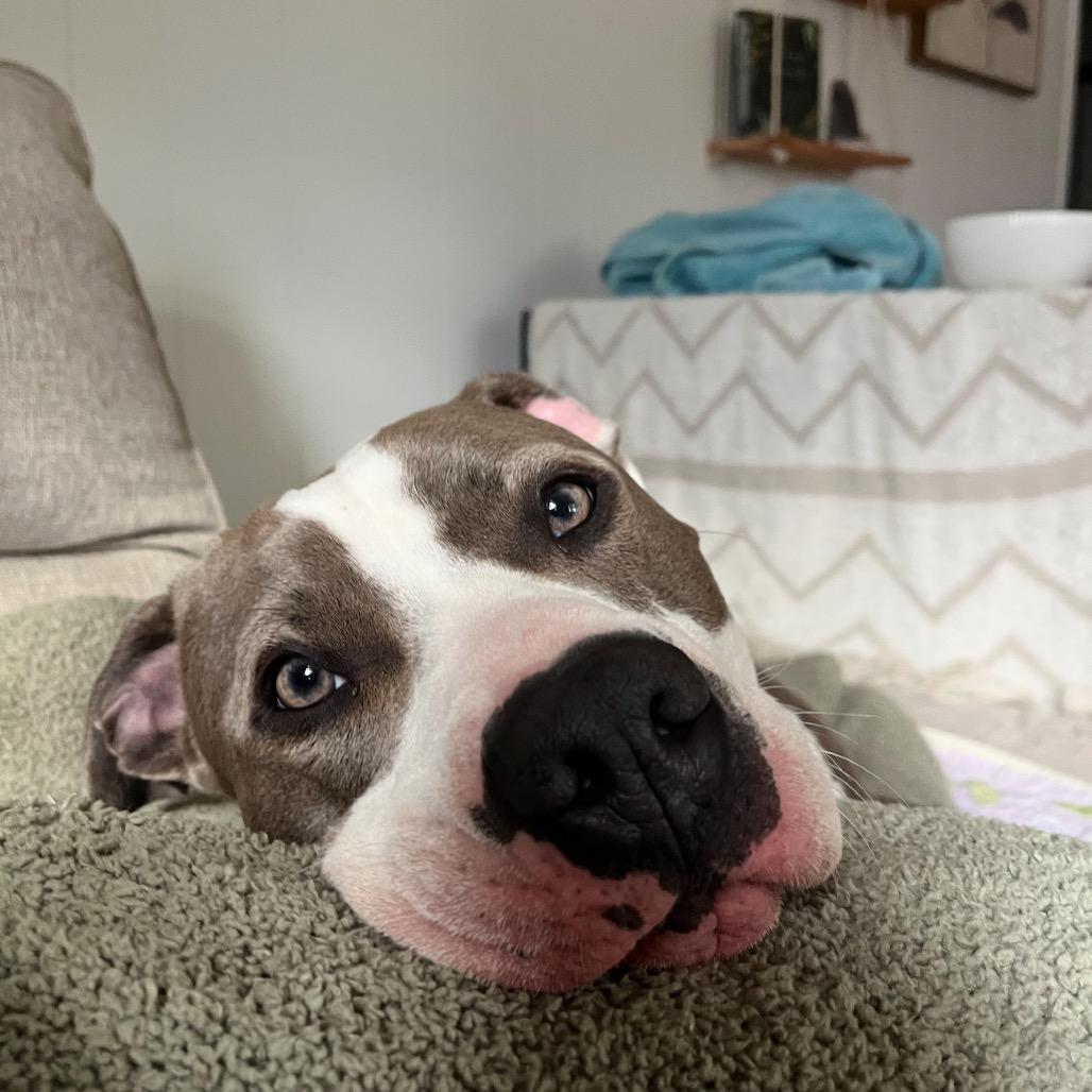 Victor - IN FOSTER