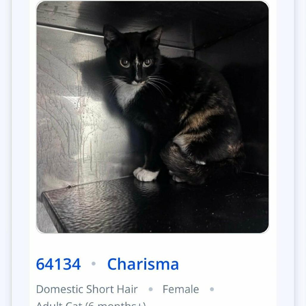 Charisma