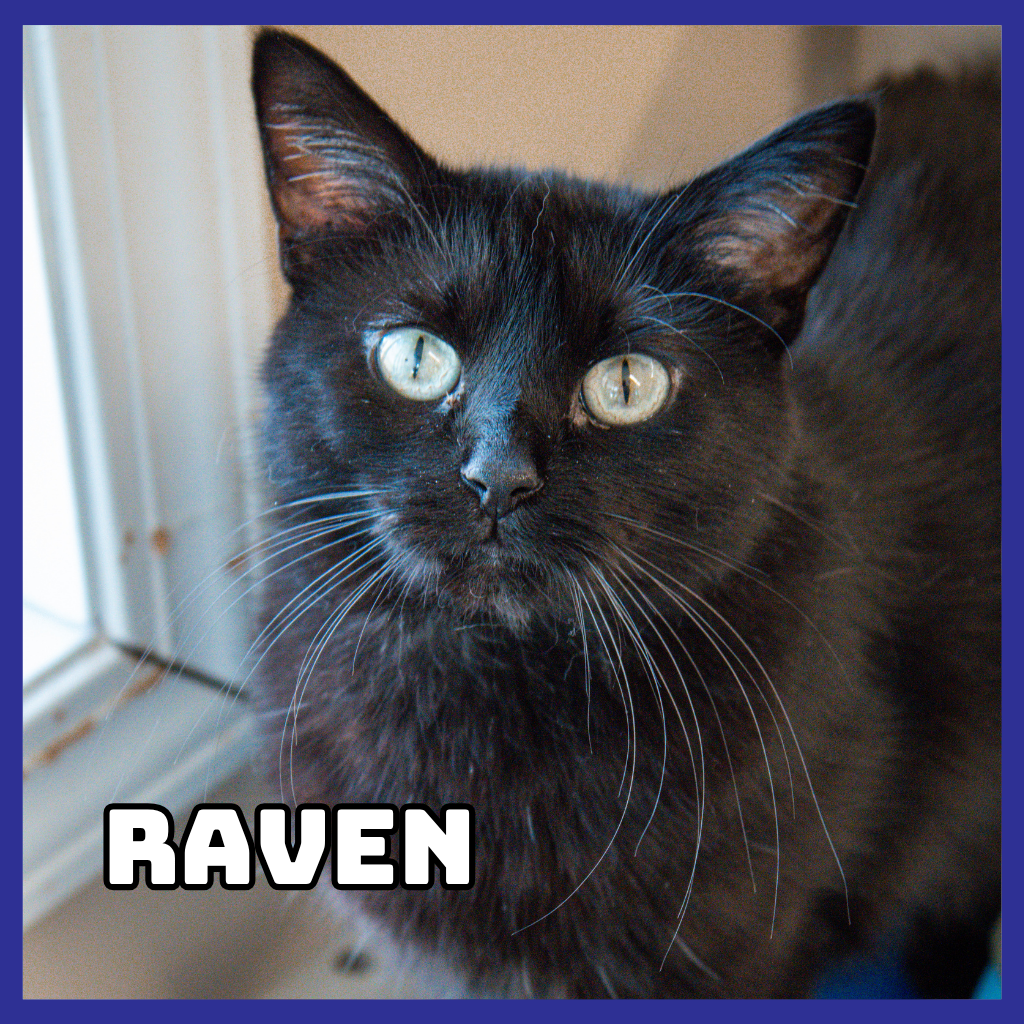 Raven