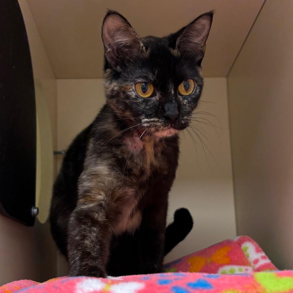 Queen - In Foster to Adopt