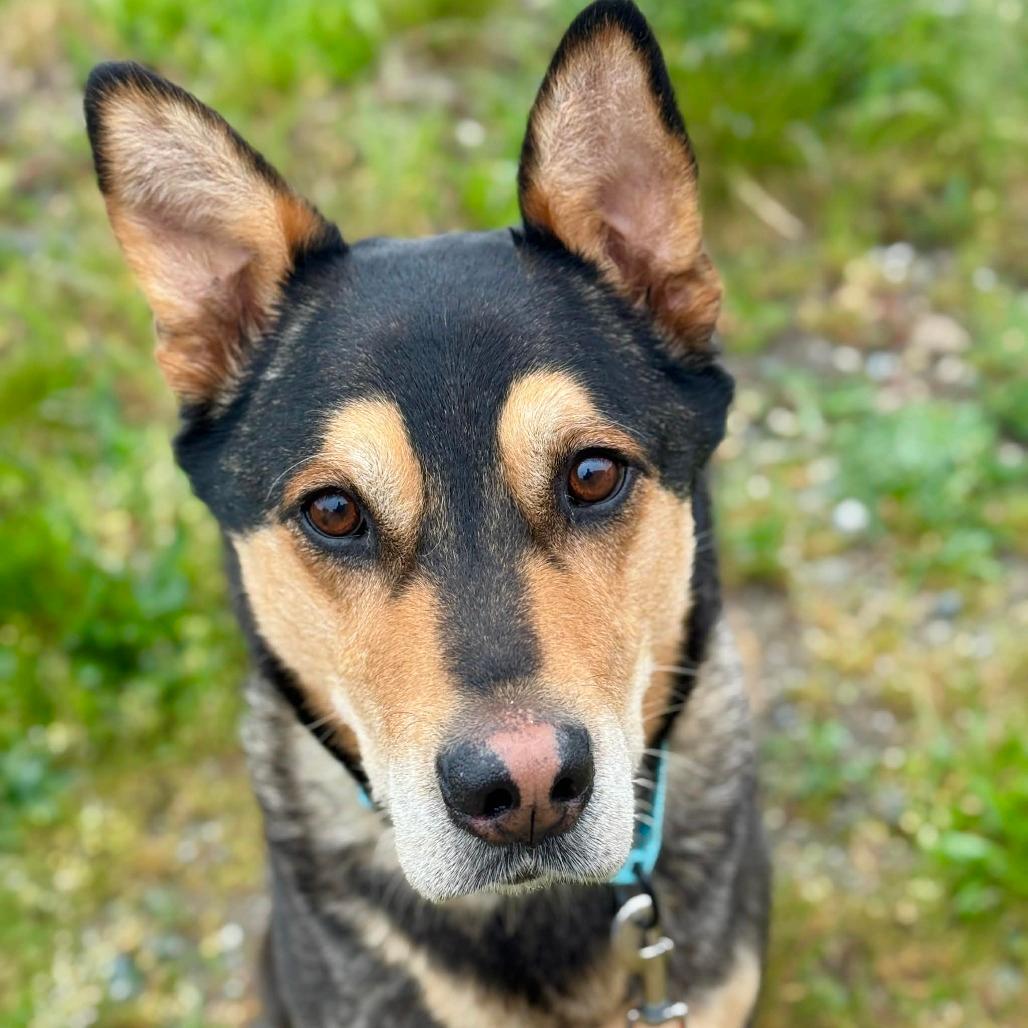 Scout