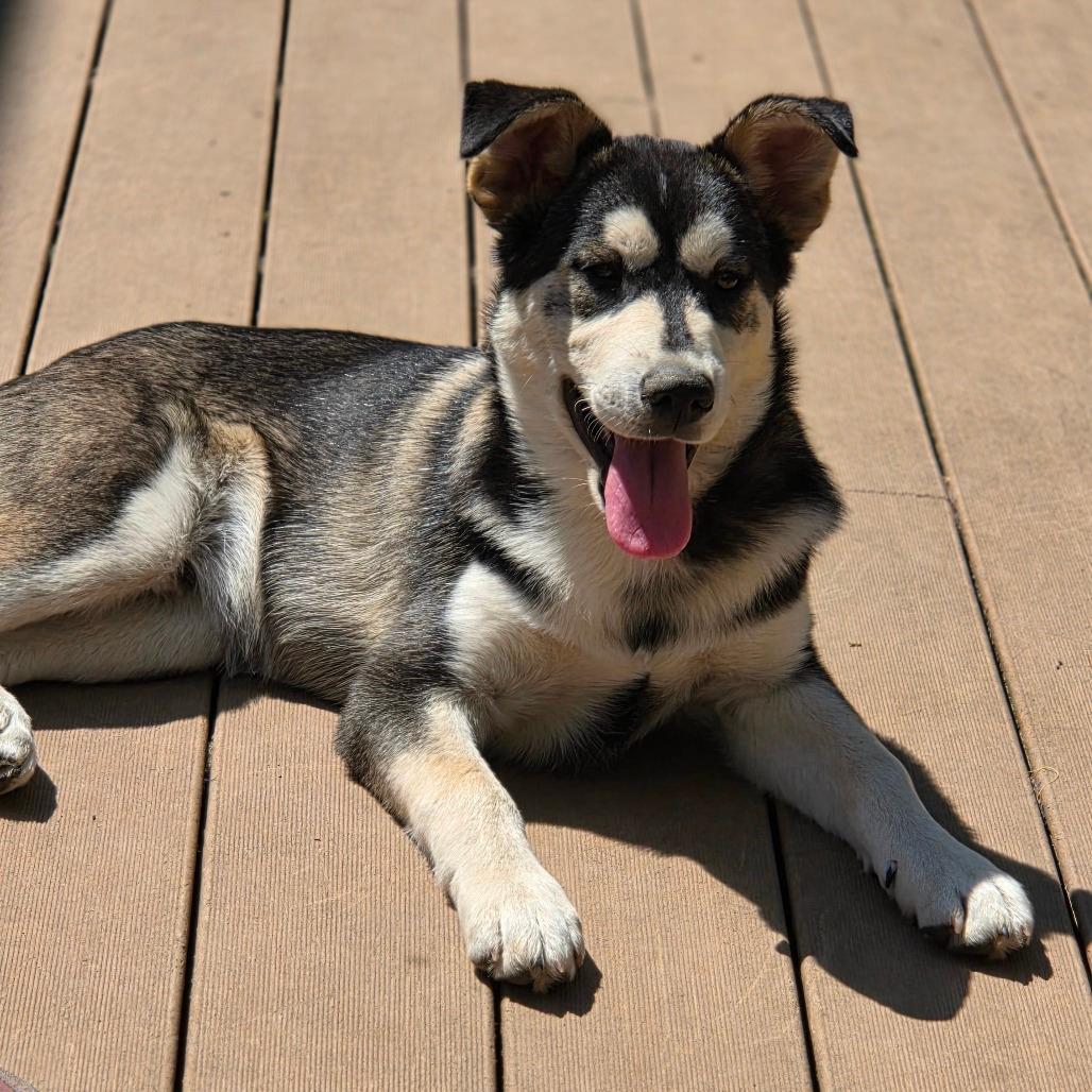 Maverick