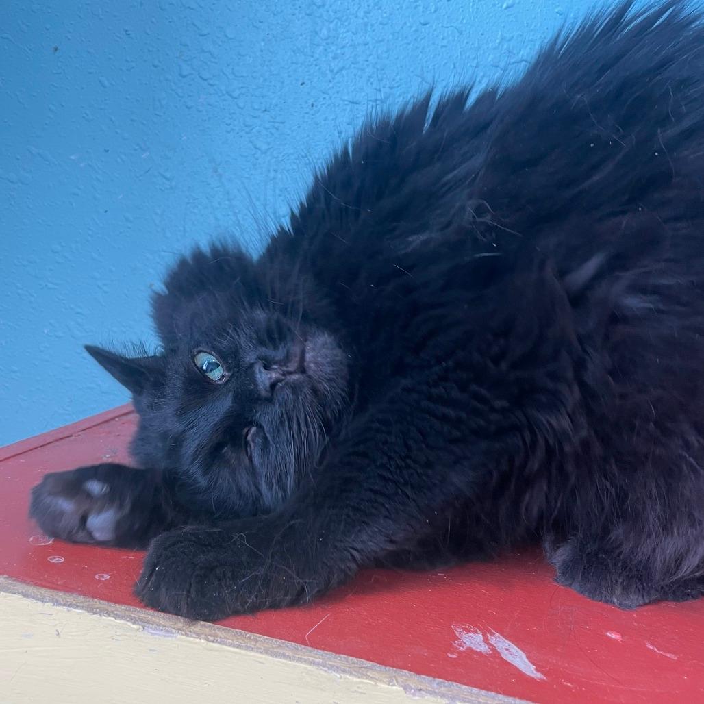 Sammy(bonded to Tabby)