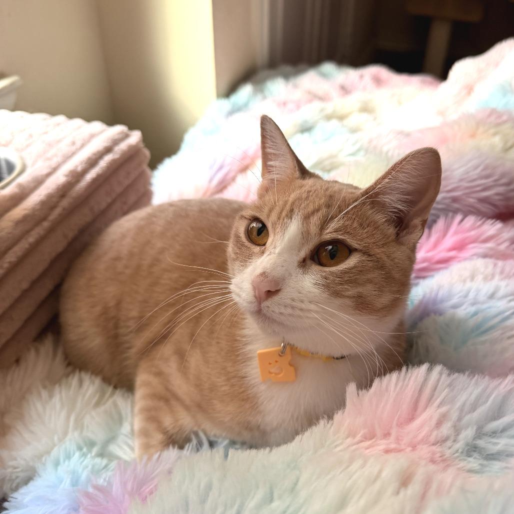 Queso