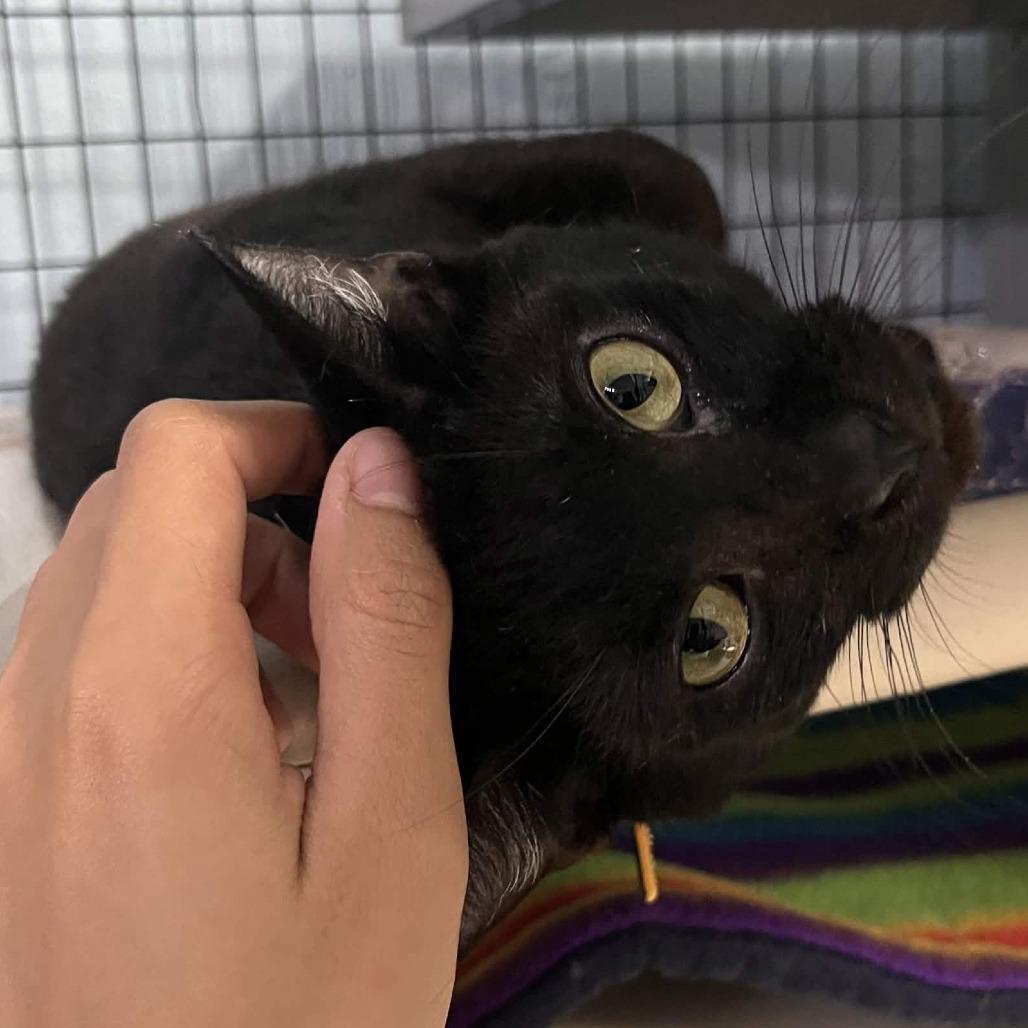 Binx