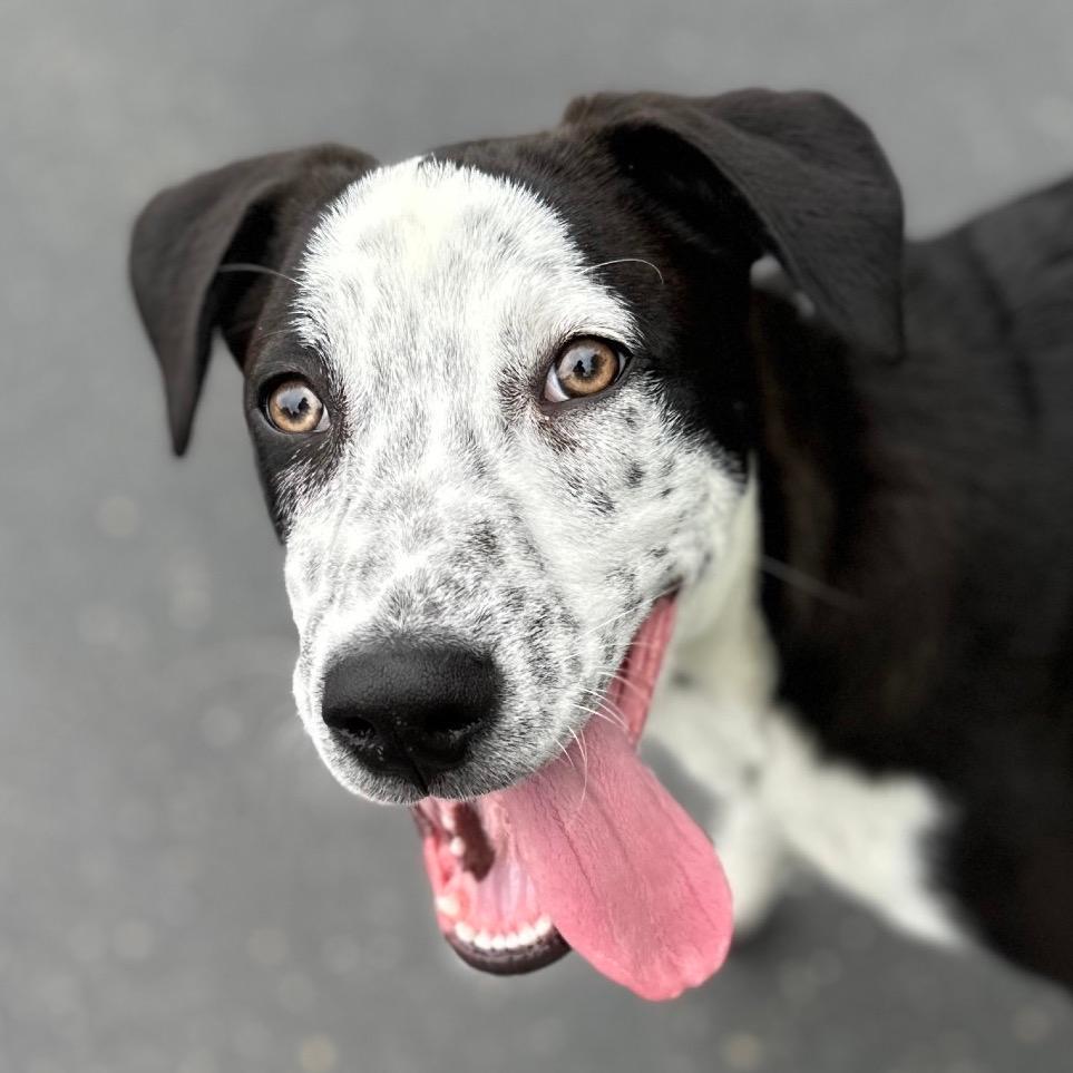 Masa (puppy) - ECAS