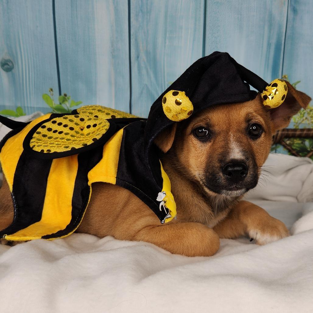 Honeybee