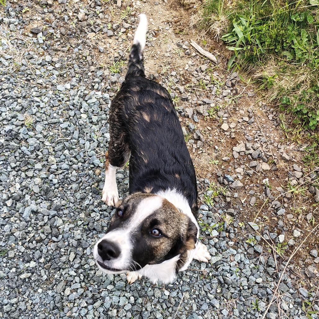 Graham Puppy2