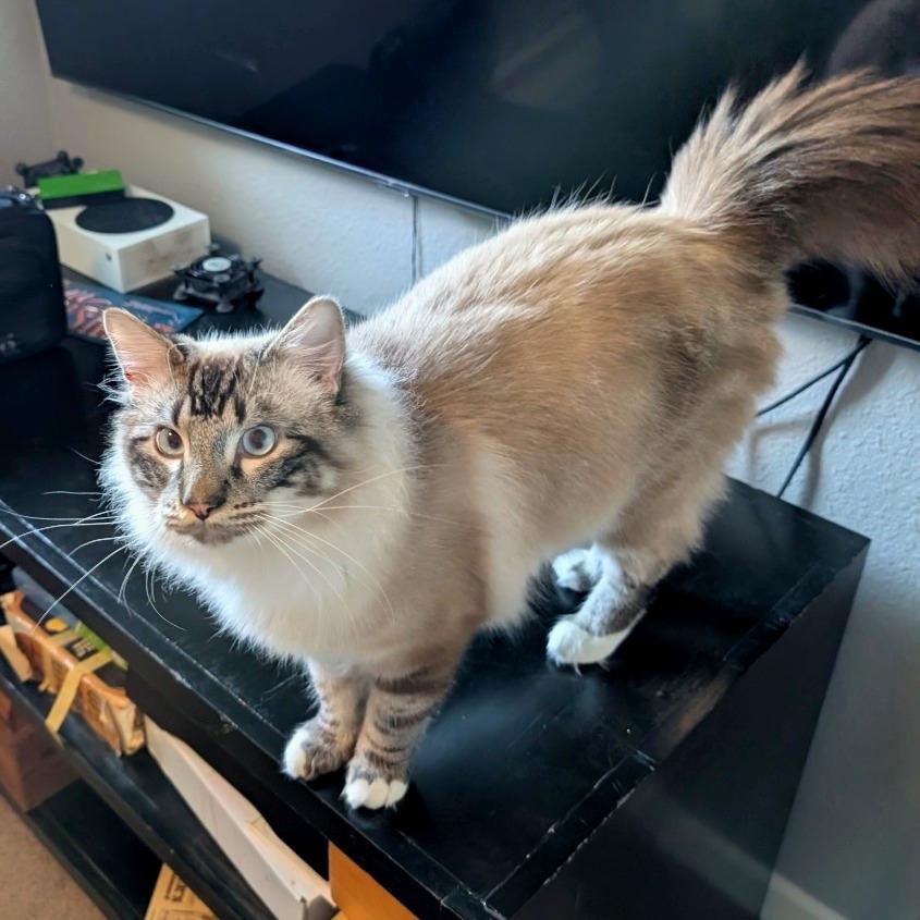 Oliver