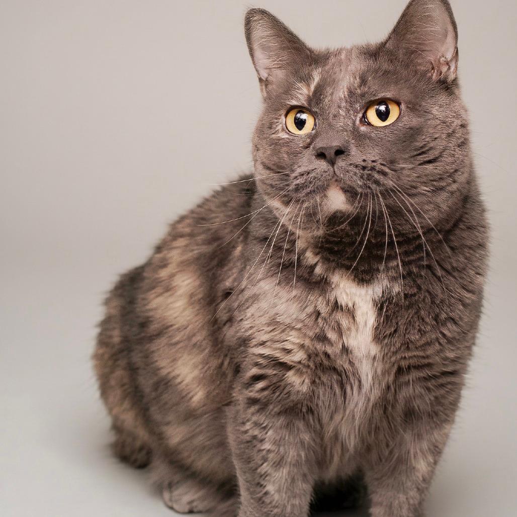Marble (sponsored adoption fee)