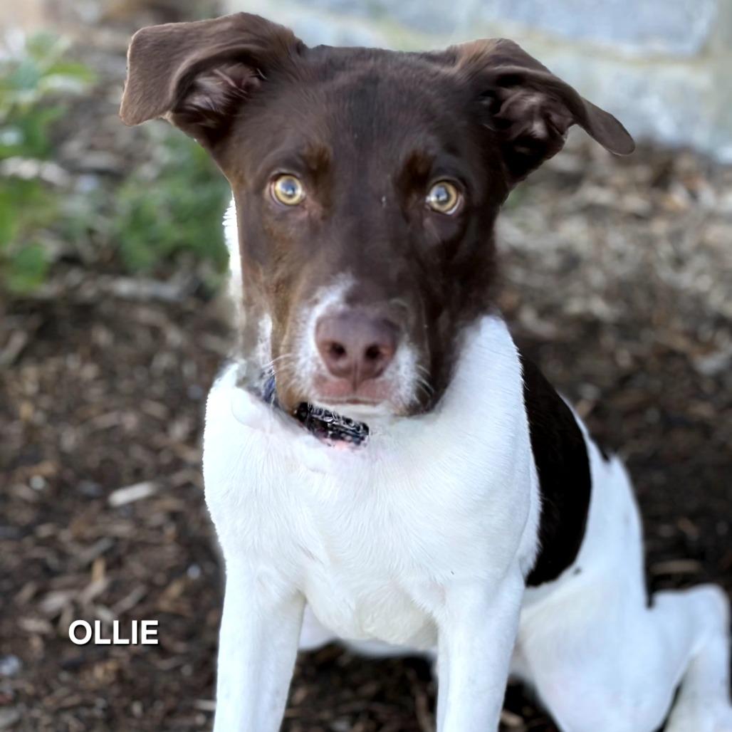 Ollie