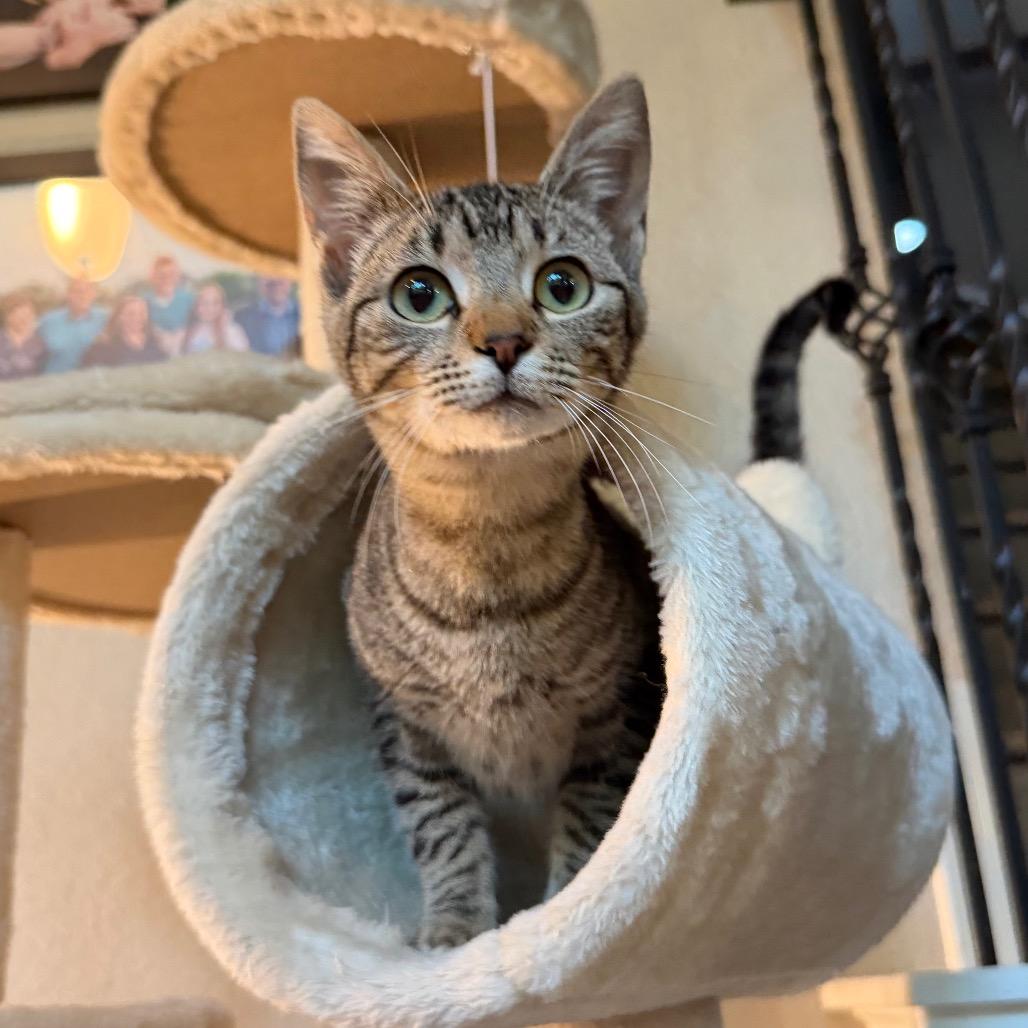 Maya
