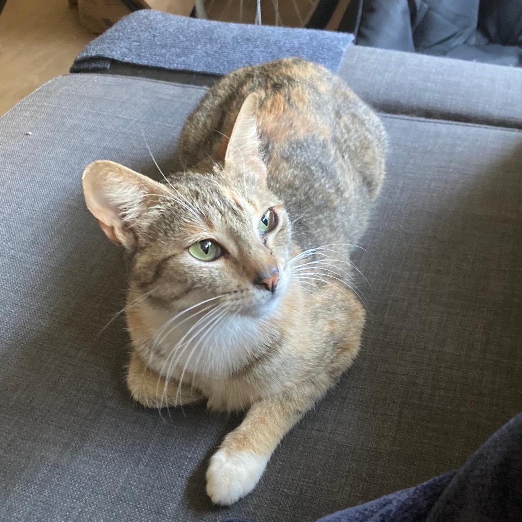 Duchess