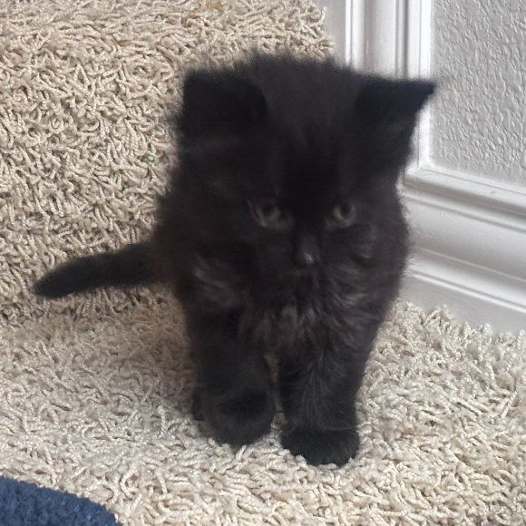 Little Bear