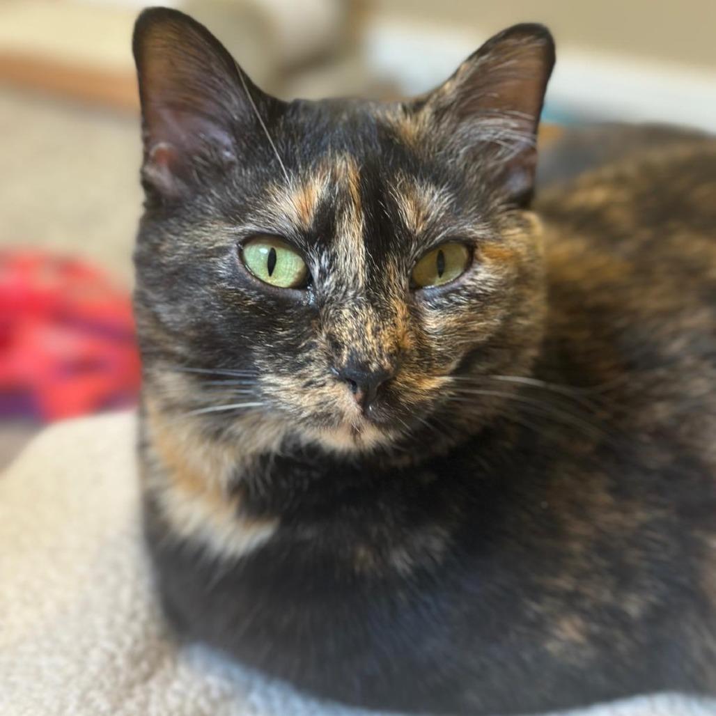 Jasmine