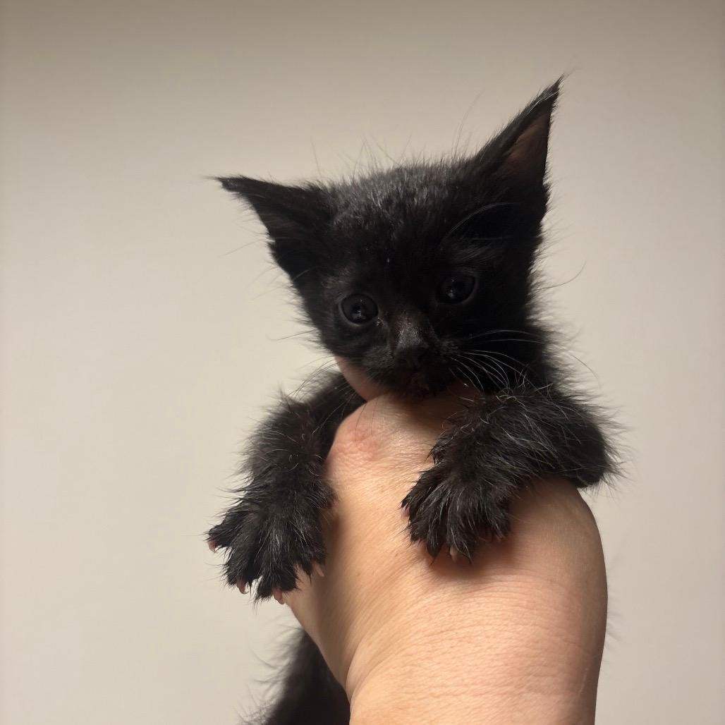 Ernie