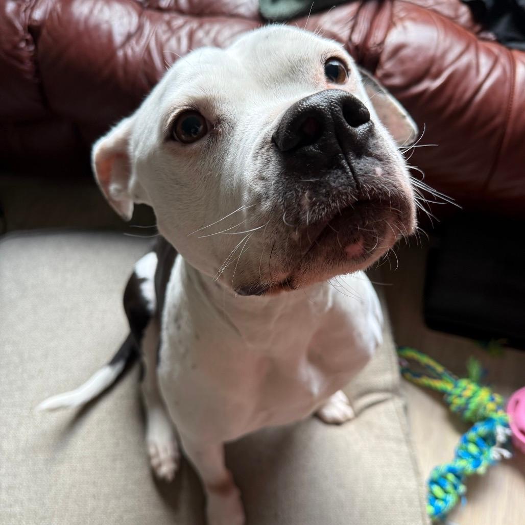Sophie