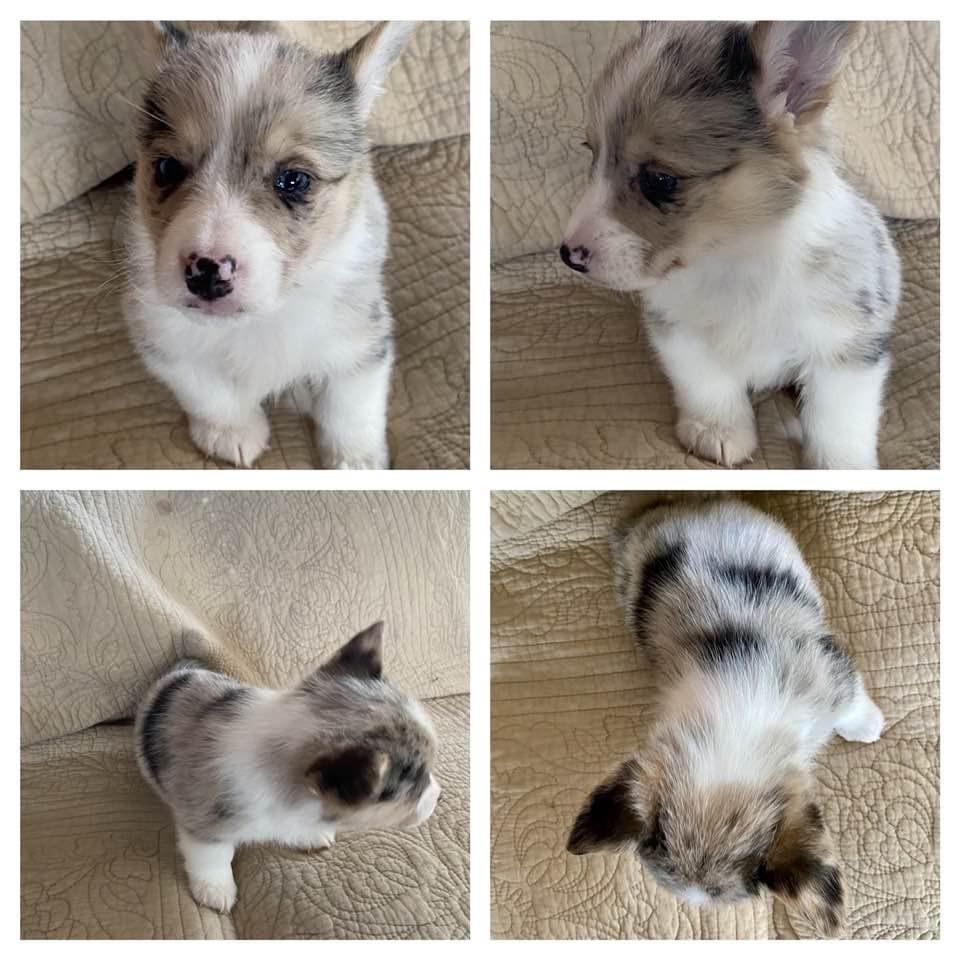 Milo