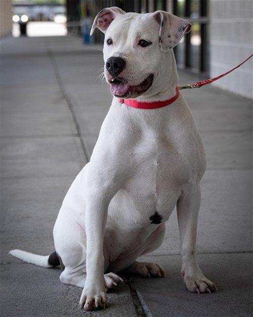 Adoptable Dogs & Puppies in Wilmington, NC | Chewy.com