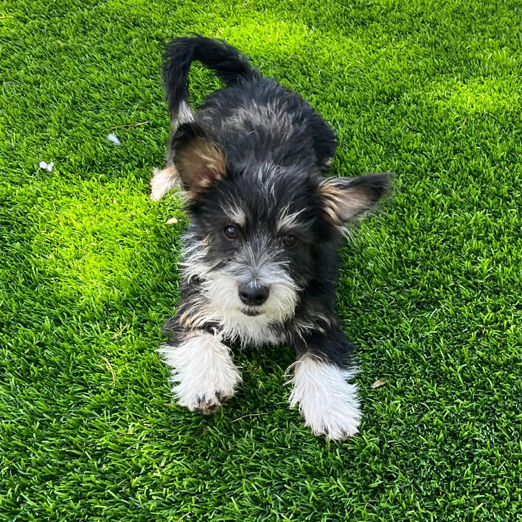 Rigby