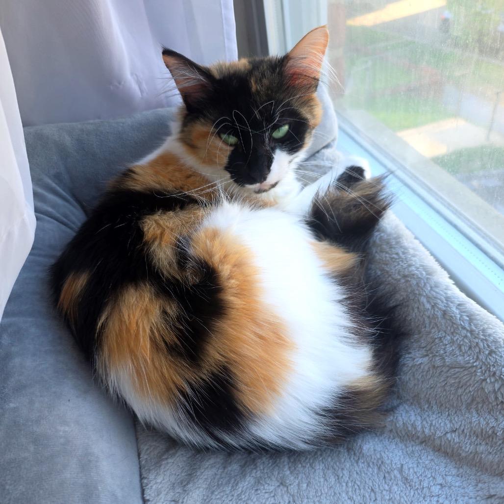 Juniper